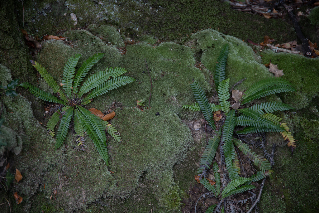 New Forest ferns  by judithmullineux