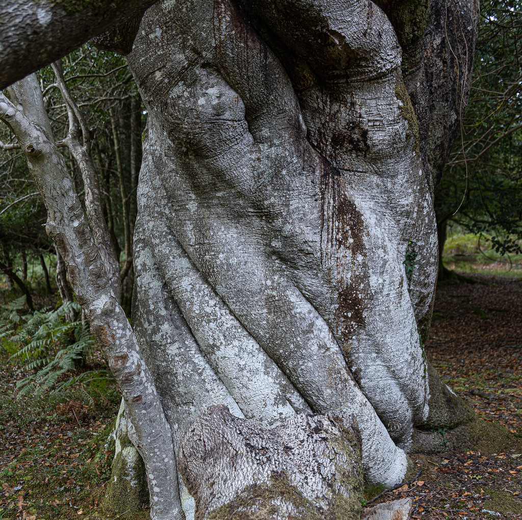 New Forest grey sinewy tree by judithmullineux