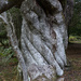 New Forest grey sinewy tree by judithmullineux