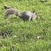 The Squirrels by bill_gk