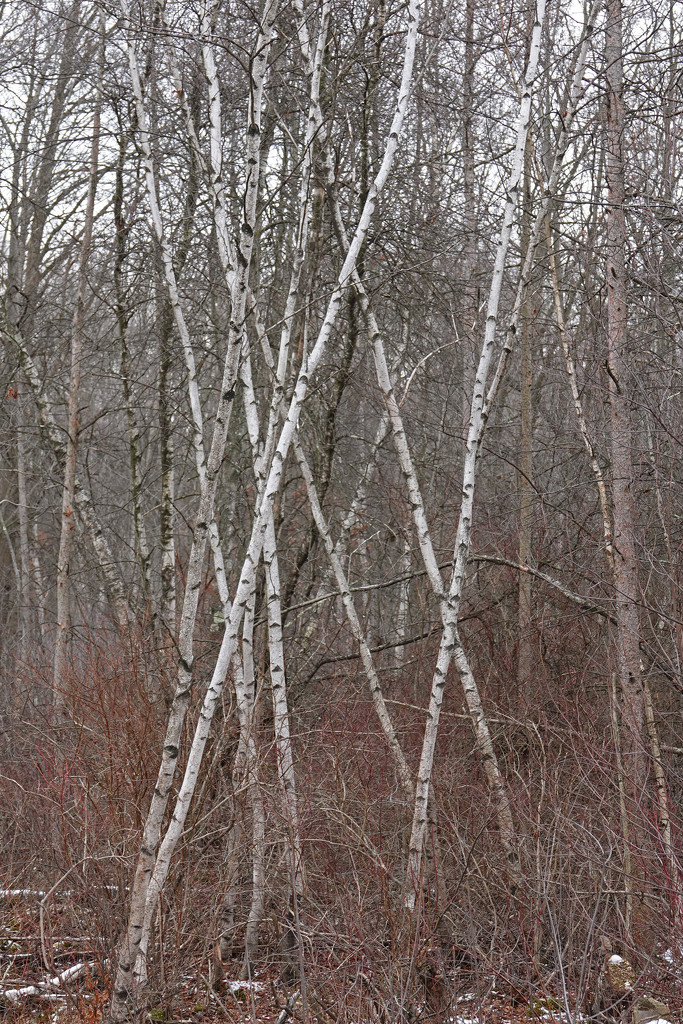 Winter Trees:  Gray Birch by annepann