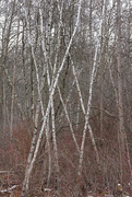27th Dec 2020 - Winter Trees:  Gray Birch