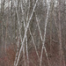 Winter Trees:  Gray Birch by annepann