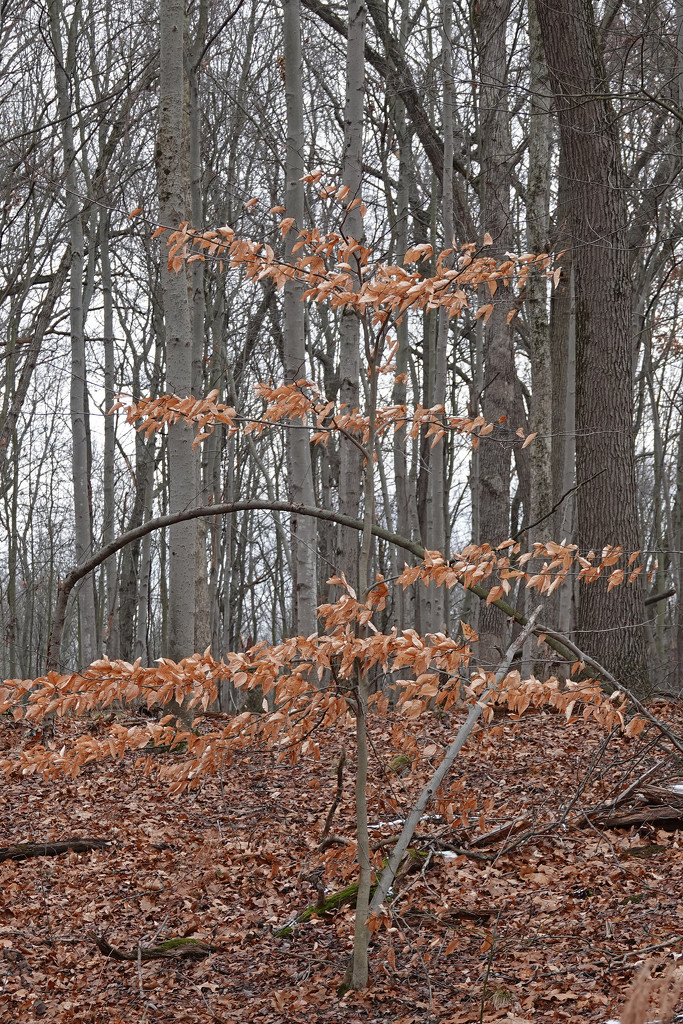 Winter Trees: American Beech by annepann