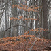 Winter Trees: American Beech by annepann