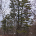 Winter Trees: White Pine by annepann