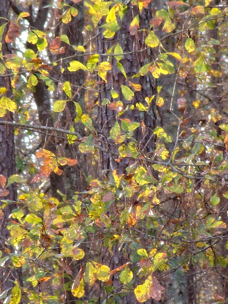 Water oak leaves still holding on... by marlboromaam