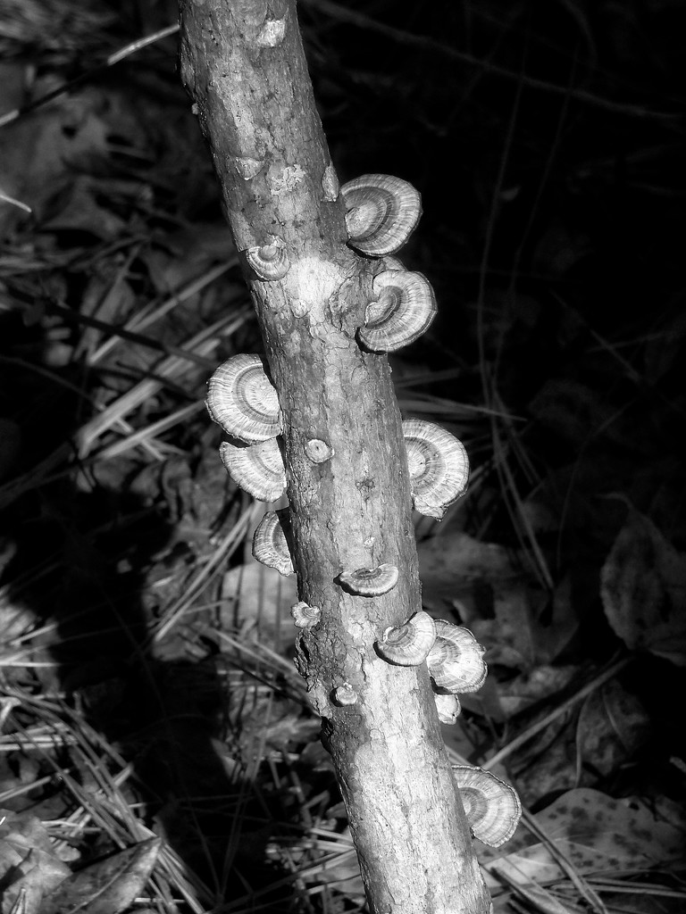 False Turkey-Tail fungus... by marlboromaam