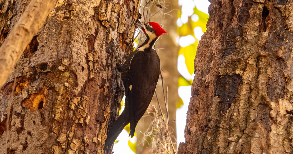 Mr Pileated Woodpecker, Punching Holes! by rickster549