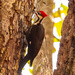 Mr Pileated Woodpecker, Punching Holes! by rickster549