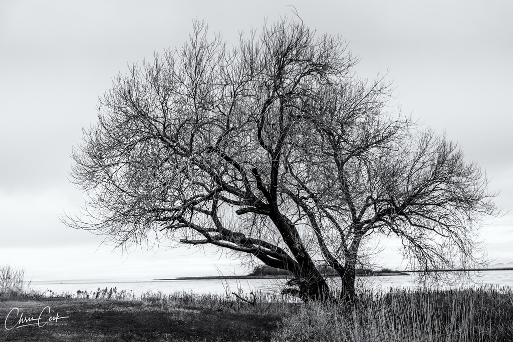 Solitary Tree by cdcook48