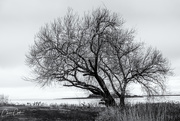 31st Dec 2020 - Solitary Tree