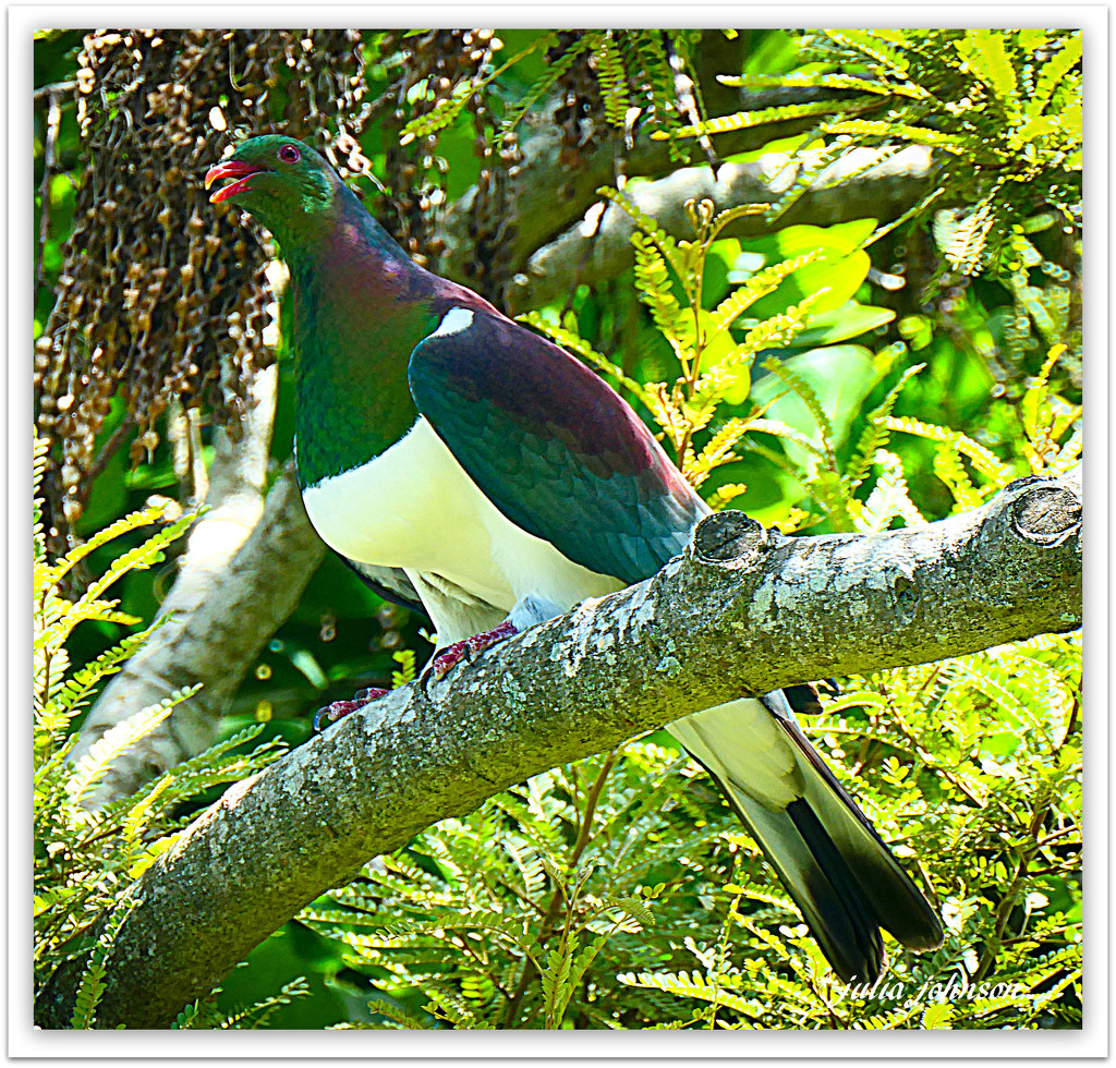 Kereru...New Zealand Wood Pigeon.. by julzmaioro