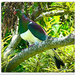 Kereru...New Zealand Wood Pigeon.. by julzmaioro