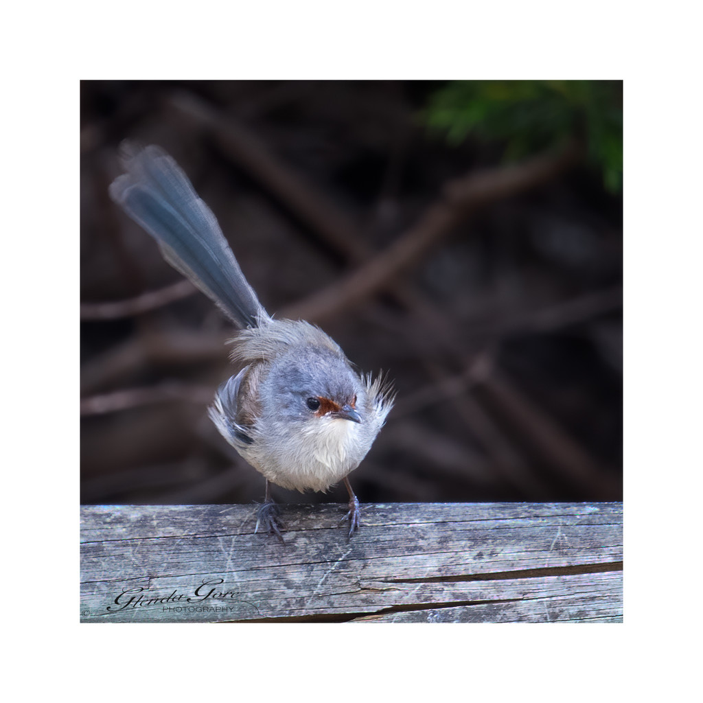 Red Winged Fairy Wren by glendamg