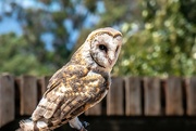 1st Jan 2021 - Barn Owl 