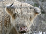 1st Jan 2021 - Not a happy coo