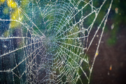 30th Dec 2020 - Spiders Web