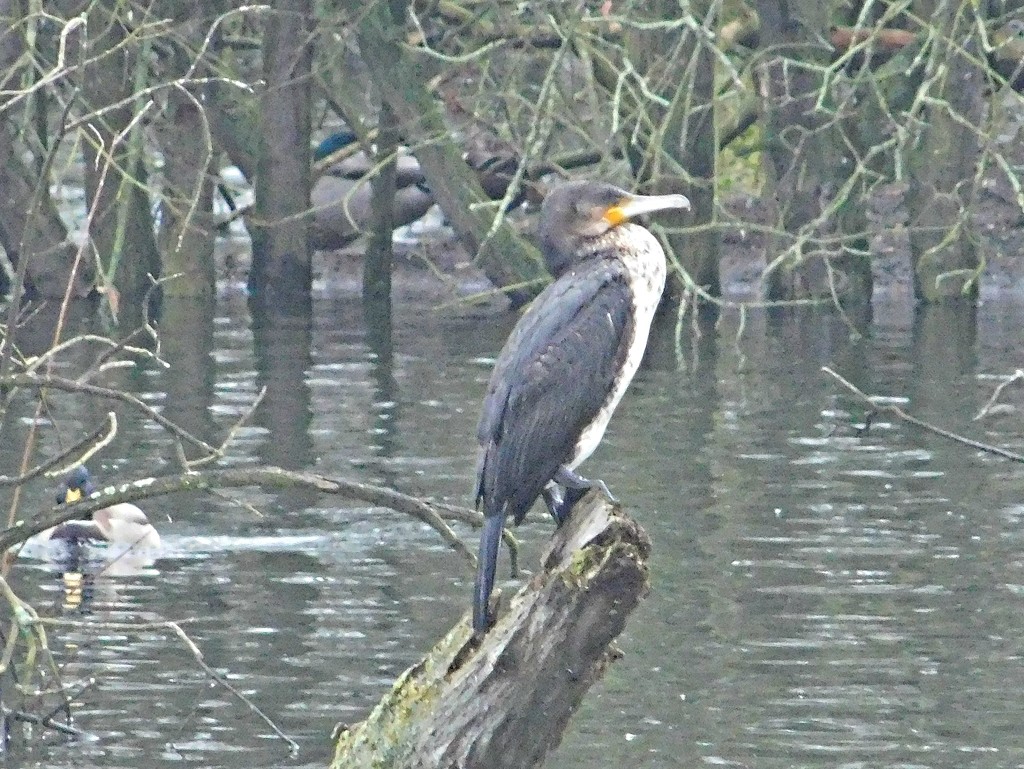 Another one from my Cormorant shoot yesterday by 365anne
