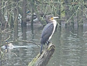 1st Jan 2021 - Another one from my Cormorant shoot yesterday