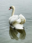 1st Jan 2021 - Swan lake
