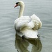 Swan lake by denful