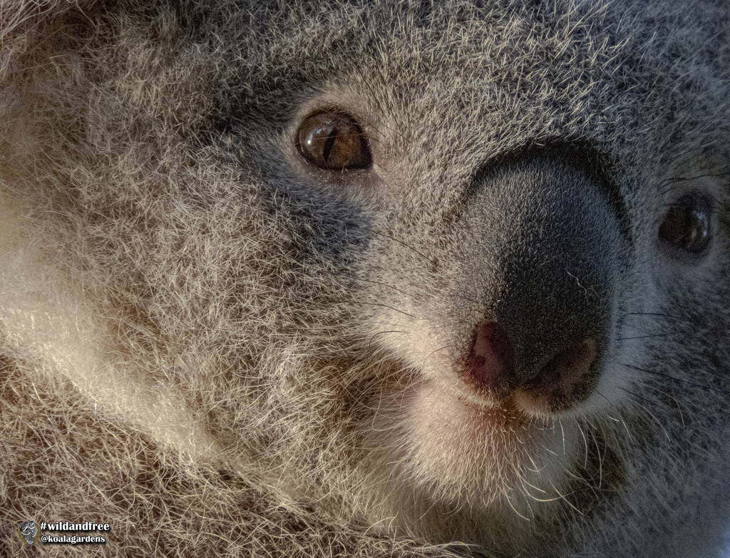 photogenic Fey by koalagardens