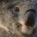 photogenic Fey by koalagardens