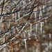 icicle bush by callymazoo