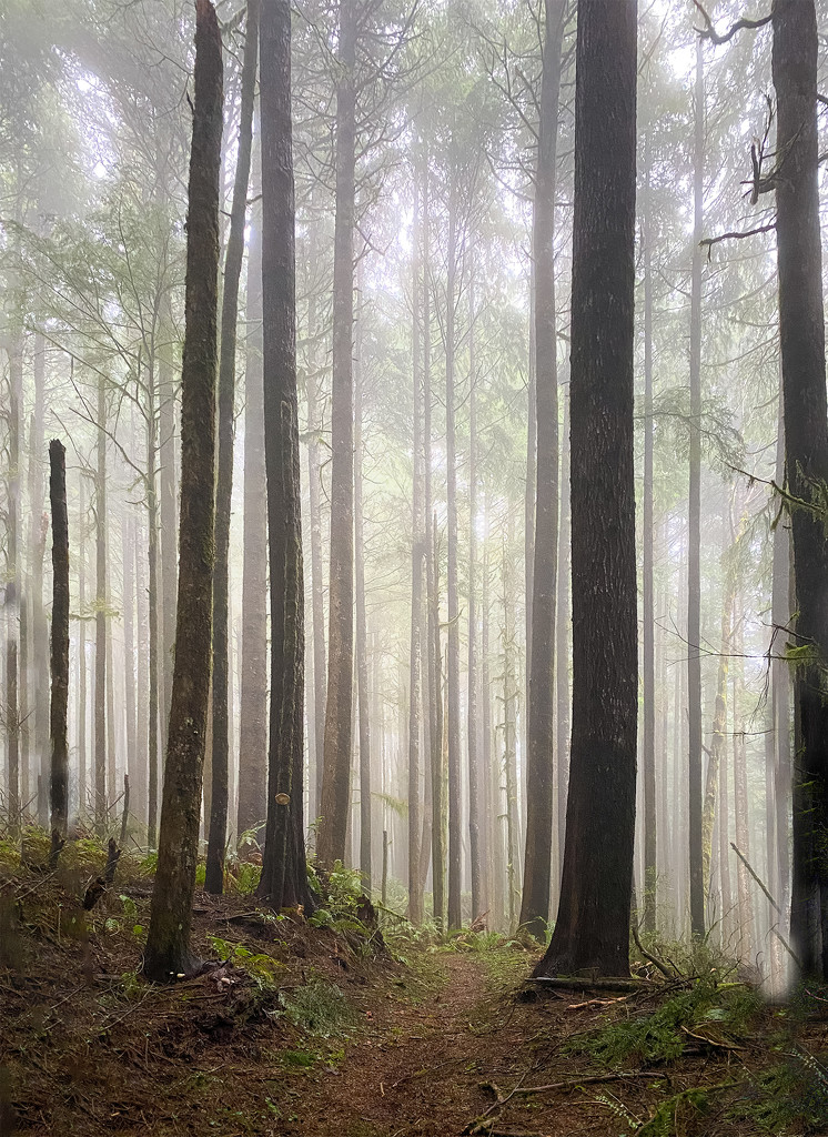 Foggy Forest  by jgpittenger