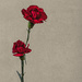 Carnation by lstasel