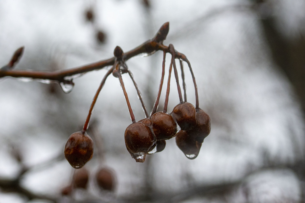 Frozen New Years Day Crabapples by cwbill