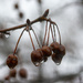 Frozen New Years Day Crabapples by cwbill