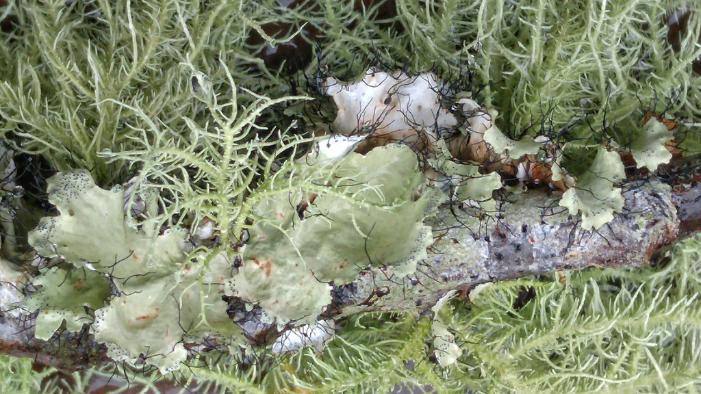 Loving the lichens... by marlboromaam