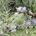 Loving the lichens... by marlboromaam