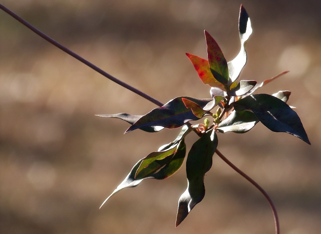 Carolina wild jasmine in winter... by marlboromaam
