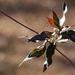 Carolina wild jasmine in winter... by marlboromaam