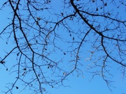 2nd Jan 2021 - Bare water oak branches...