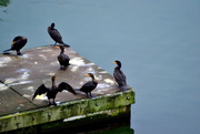 1st Jan 2021 - Cormorants on the Dock