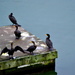 Cormorants on the Dock by stephomy