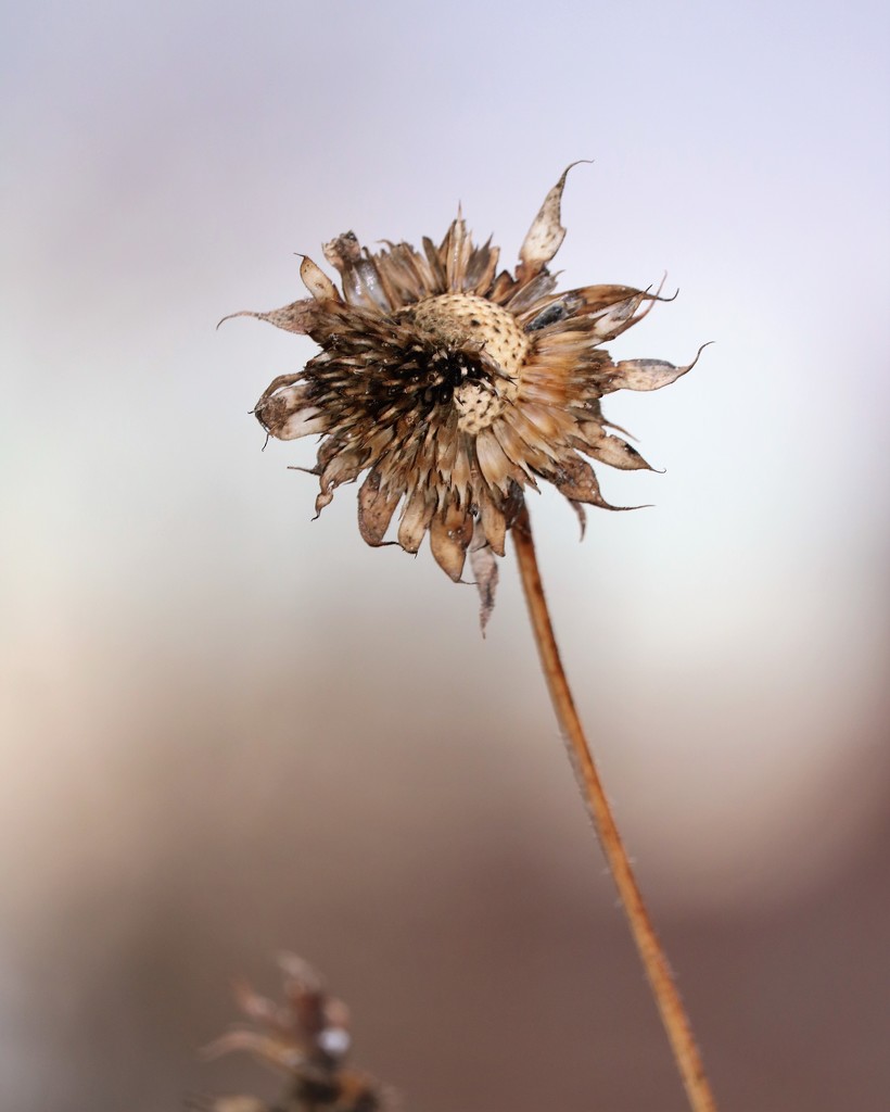 December 31: Gone to Seed by daisymiller