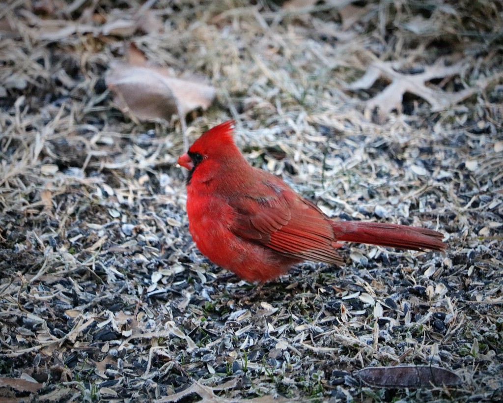 January 1: Cardinal by daisymiller