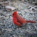 January 1: Cardinal by daisymiller