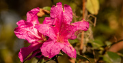 1st Jan 2021 - Still Have Azaleas Blooming, Even After the Frost!