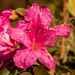 Still Have Azaleas Blooming, Even After the Frost! by rickster549
