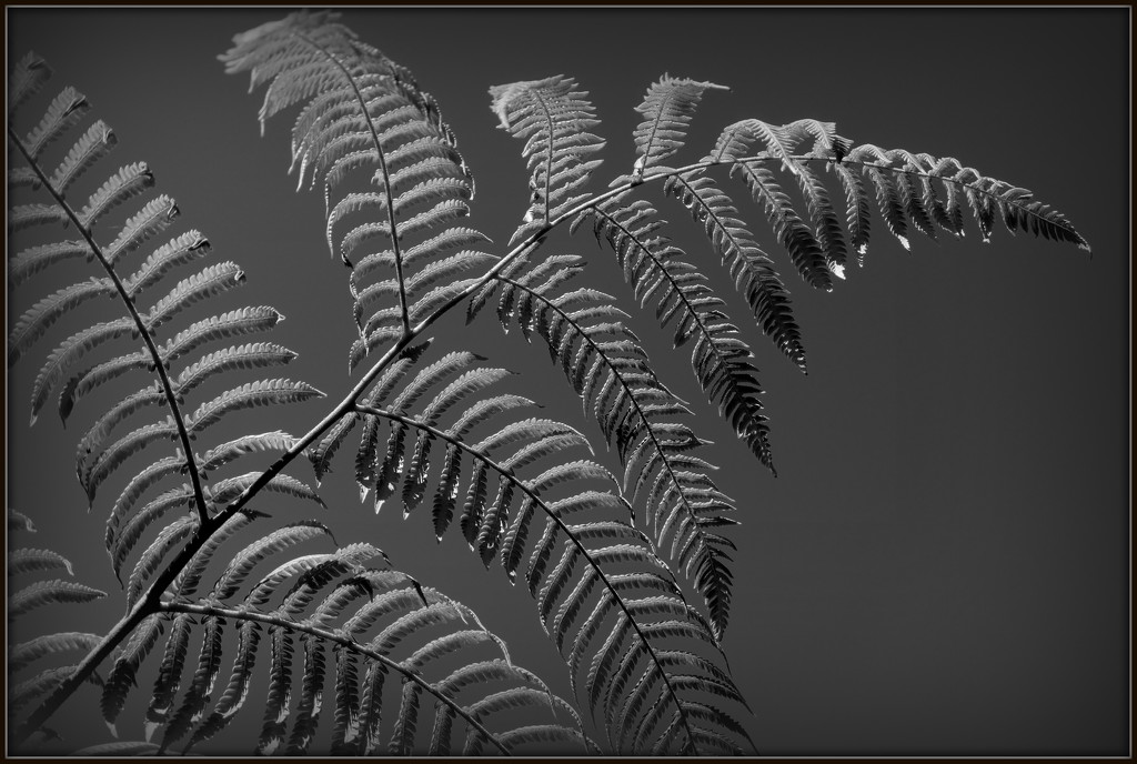 NZ silver fern by dide