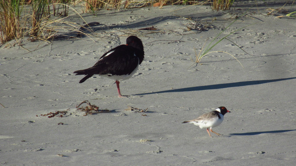 Two species of endangered shore birds. by robz