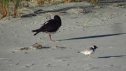 28th Dec 2020 - Two species of endangered shore birds.