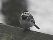 1st Jan 2021 - Pied Wagtail