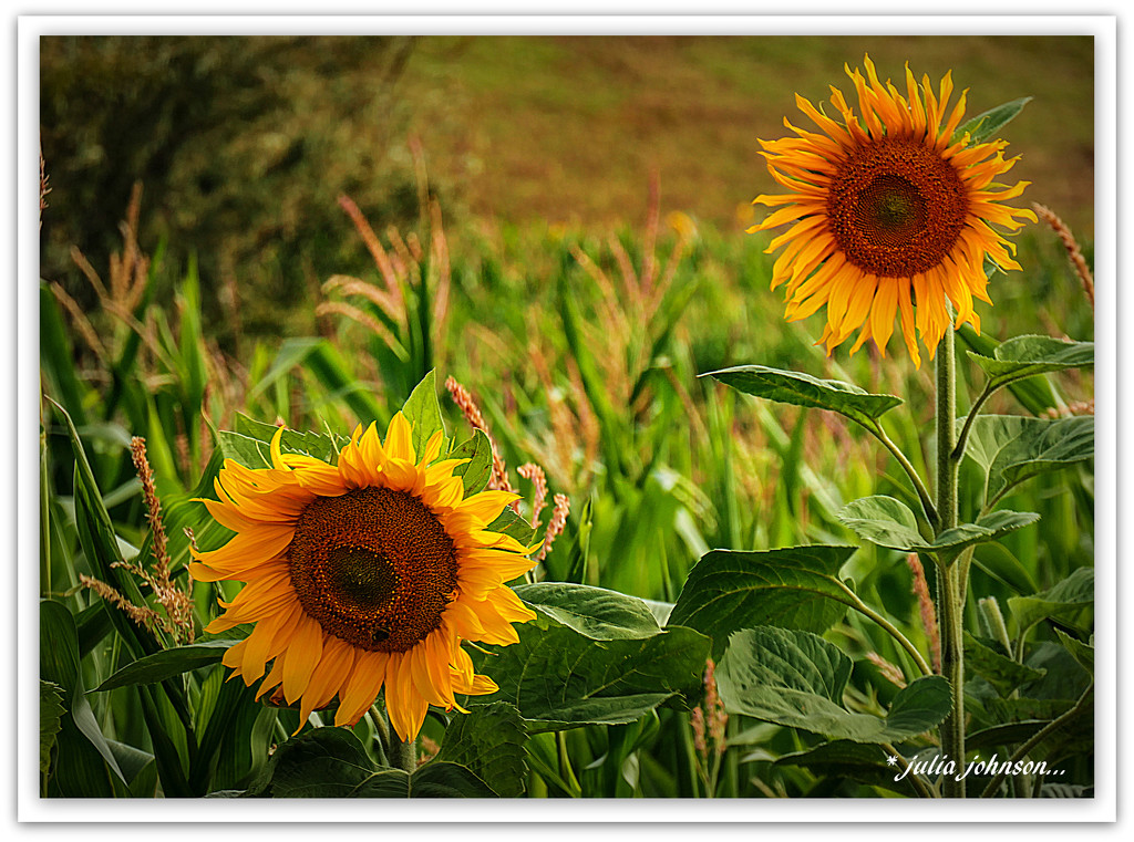 Sunflowers.. by julzmaioro